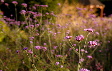 Flowers blooming at Abbeywood Estate