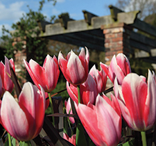Tulips blooming outside Pergola Walk at Abbeywood Estate